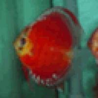 77位のイメージ