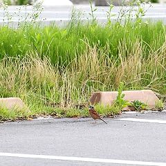 110位のイメージ