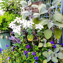 147位のイメージ