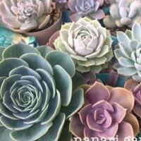 29位のイメージ