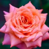 54位のイメージ