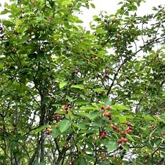 86位のイメージ