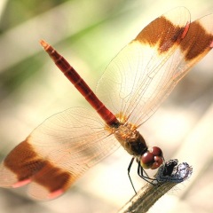 412位のイメージ