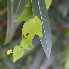 155位のイメージ