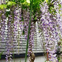 36位のイメージ