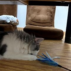 61位のイメージ