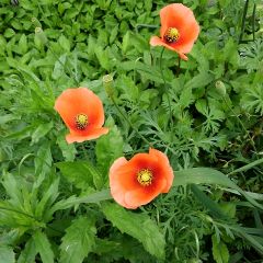 28位のイメージ