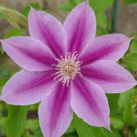 50位のイメージ