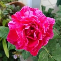 131位のイメージ