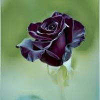 204位のイメージ