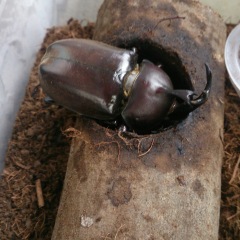 59位のイメージ