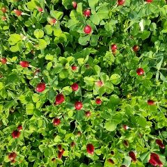 38位のイメージ