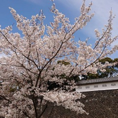 46位のイメージ