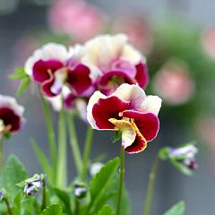 17位のイメージ