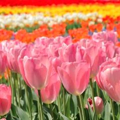 99位のイメージ