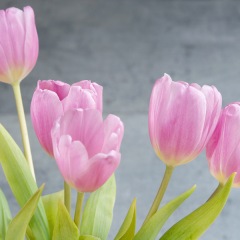 66位のイメージ