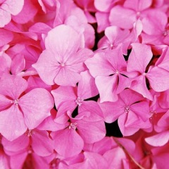 39位のイメージ