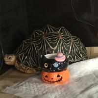 13位のイメージ