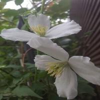 17位のイメージ