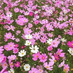 15位のイメージ