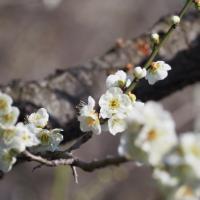 87位のイメージ