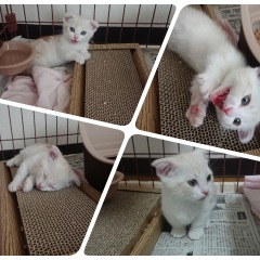 11位のイメージ