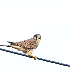 29位のイメージ