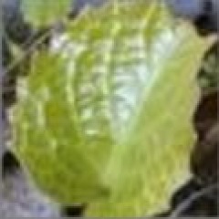 35位のイメージ