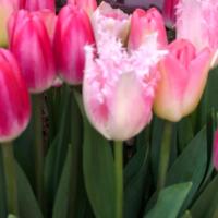 55位のイメージ