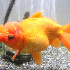 15位のイメージ