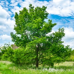 52位のイメージ