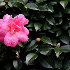 78位のイメージ