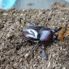 55位のイメージ