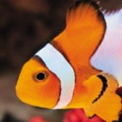 27位のイメージ