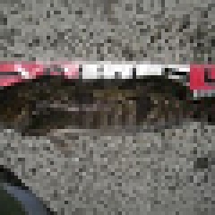 46位のイメージ