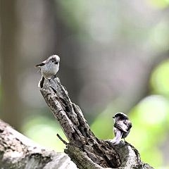 85位のイメージ