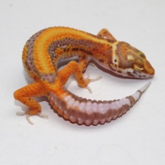 86位のイメージ