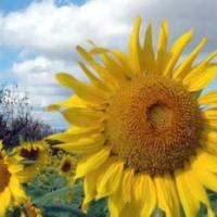 17位のイメージ