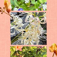 77位のイメージ