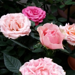 33位のイメージ