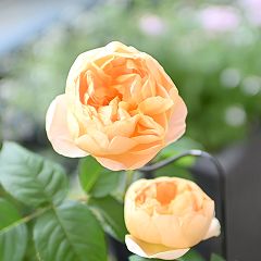 24位のイメージ