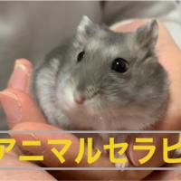 66位のイメージ