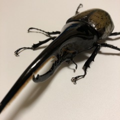 29位のイメージ