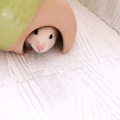 12位のイメージ