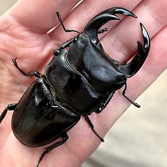 59位のイメージ