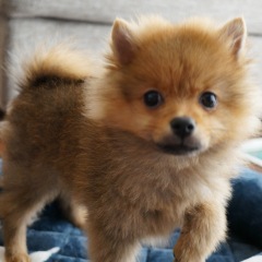 41位のイメージ