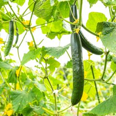 12位のイメージ