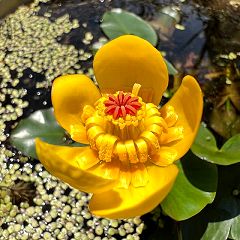 17位のイメージ