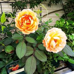 56位のイメージ