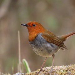 18位のイメージ